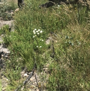 Trachymene composita var. composita at Tennent, ACT - 10 Jan 2022 01:45 PM