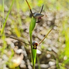 Orthoceras strictum (Horned Orchid) at Yerriyong, NSW - 15 Jan 2022 by RobG1
