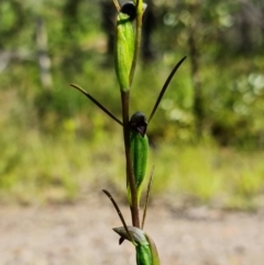 Orthoceras strictum at Yerriyong, NSW - 15 Jan 2022