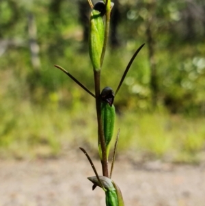 Orthoceras strictum at Yerriyong, NSW - 15 Jan 2022