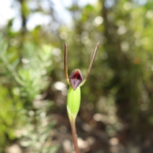 Orthoceras strictum at Yerriyong, NSW - 15 Jan 2022