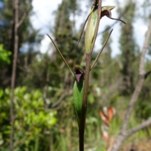 Orthoceras strictum at Yerriyong, NSW - 15 Jan 2022