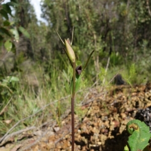 Orthoceras strictum at Yerriyong, NSW - 15 Jan 2022