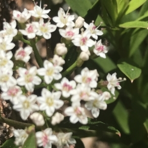 Platysace lanceolata at Tennent, ACT - 10 Jan 2022