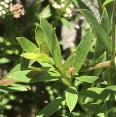 Platysace lanceolata at Tennent, ACT - 10 Jan 2022 01:50 PM