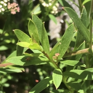 Platysace lanceolata at Tennent, ACT - 10 Jan 2022 01:50 PM