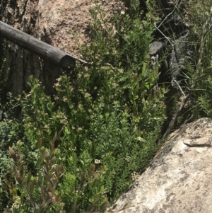 Platysace lanceolata at Tennent, ACT - 10 Jan 2022