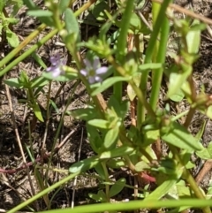 Lythrum hyssopifolia at Throsby, ACT - 16 Jan 2022