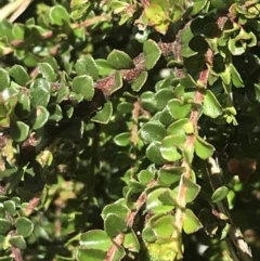 Leionema lamprophyllum subsp. obovatum at Tennent, ACT - 10 Jan 2022