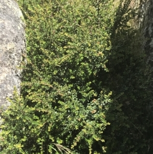 Leionema lamprophyllum subsp. obovatum at Tennent, ACT - suppressed