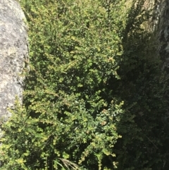 Leionema lamprophyllum subsp. obovatum at Tennent, ACT - 10 Jan 2022