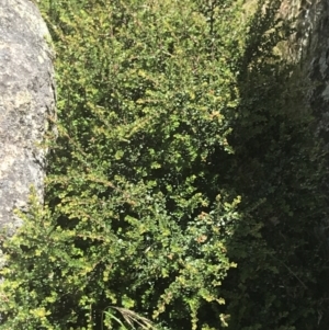 Leionema lamprophyllum subsp. obovatum at Tennent, ACT - 10 Jan 2022