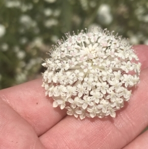 Trachymene composita var. composita at Tennent, ACT - 10 Jan 2022