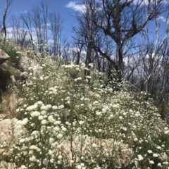 Trachymene composita var. composita at Tennent, ACT - 10 Jan 2022