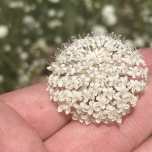 Trachymene composita var. composita at Tennent, ACT - 10 Jan 2022