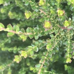 Leionema lamprophyllum subsp. obovatum (Shiny Phebalium) at Tennent, ACT - 10 Jan 2022 by Tapirlord