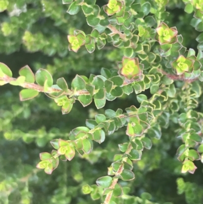 Leionema lamprophyllum subsp. obovatum (Shiny Phebalium) at Tennent, ACT - 10 Jan 2022 by Tapirlord