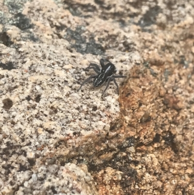 Ocrisiona sp. (genus) (Unidentified wasp mimic) at Tennent, ACT - 10 Jan 2022 by Tapirlord