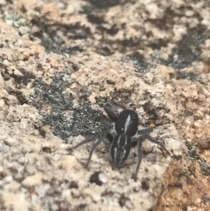 Ocrisiona sp. (genus) at Tennent, ACT - 10 Jan 2022