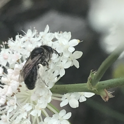 Leioproctus sp. (genus) (Plaster bee) at Namadgi National Park - 10 Jan 2022 by Tapirlord