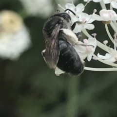 Leioproctus sp. (genus) at Tennent, ACT - 10 Jan 2022