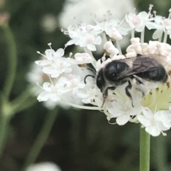 Leioproctus sp. (genus) at Tennent, ACT - 10 Jan 2022