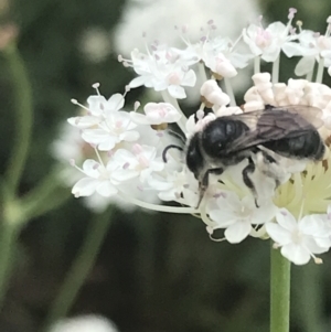 Leioproctus sp. (genus) at Tennent, ACT - 10 Jan 2022