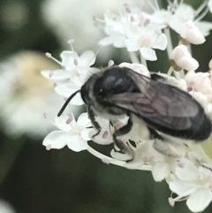 Leioproctus sp. (genus) at Tennent, ACT - 10 Jan 2022