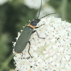 Chauliognathus lugubris (Plague Soldier Beetle) at Namadgi National Park - 10 Jan 2022 by Tapirlord