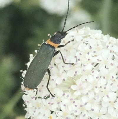Chauliognathus lugubris (Plague Soldier Beetle) at Tennent, ACT - 10 Jan 2022 by Tapirlord