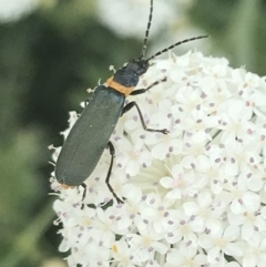 Chauliognathus lugubris at Tennent, ACT - 10 Jan 2022 02:32 PM