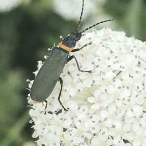 Chauliognathus lugubris at Tennent, ACT - 10 Jan 2022