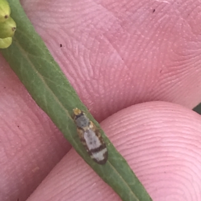 Unidentified True fly (Diptera) at Tennent, ACT - 10 Jan 2022 by Tapirlord