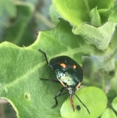 Scutiphora pedicellata (Metallic Jewel Bug) at Tennent, ACT - 10 Jan 2022 by Tapirlord