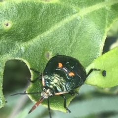 Scutiphora pedicellata at Tennent, ACT - 10 Jan 2022