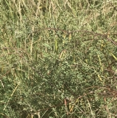 Indigofera adesmiifolia at Garran, ACT - 13 Jan 2022