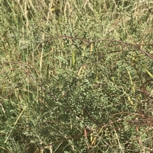 Indigofera adesmiifolia at Garran, ACT - 13 Jan 2022
