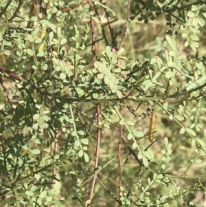 Indigofera adesmiifolia at Garran, ACT - 13 Jan 2022