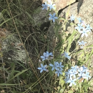 Oxypetalum coeruleum at Garran, ACT - 13 Jan 2022