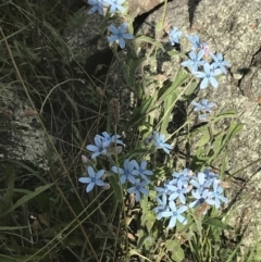 Oxypetalum coeruleum at Garran, ACT - 13 Jan 2022