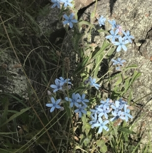 Oxypetalum coeruleum at Garran, ACT - 13 Jan 2022 05:02 PM