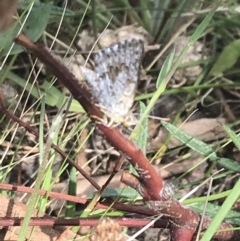 Lucia limbaria (Chequered Copper) at Garran, ACT - 13 Jan 2022 by Tapirlord