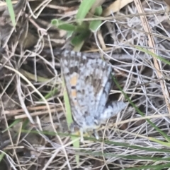 Lucia limbaria at Garran, ACT - 13 Jan 2022 05:05 PM
