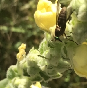 Tabanidae (family) at Garran, ACT - 13 Jan 2022 05:15 PM