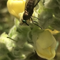 Tabanidae (family) at Garran, ACT - 13 Jan 2022 05:15 PM