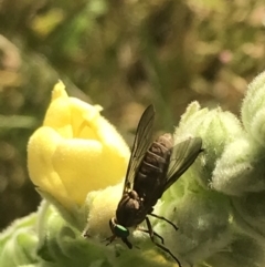 Tabanidae (family) at Garran, ACT - 13 Jan 2022 05:15 PM