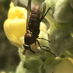 Tabanidae (family) at Garran, ACT - 13 Jan 2022 05:15 PM