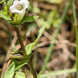 Gratiola pumilo at Throsby, ACT - 16 Jan 2022