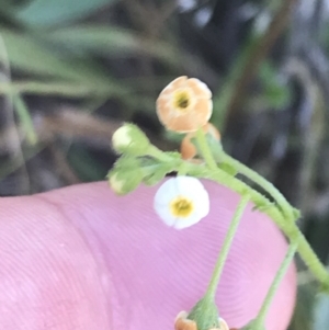 Hackelia suaveolens at Garran, ACT - 13 Jan 2022