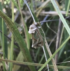 Cosmodes elegans (Green Blotched Moth) at Red Hill Nature Reserve - 13 Jan 2022 by Tapirlord